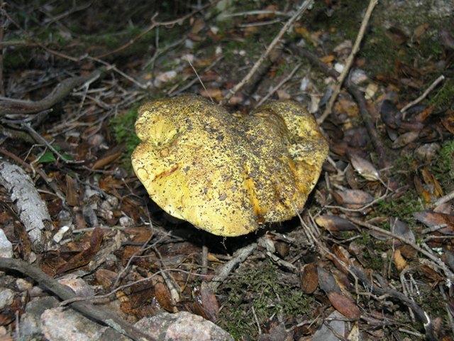 Boletus junquilleus???